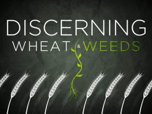 WheatWeeds