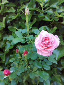 rose