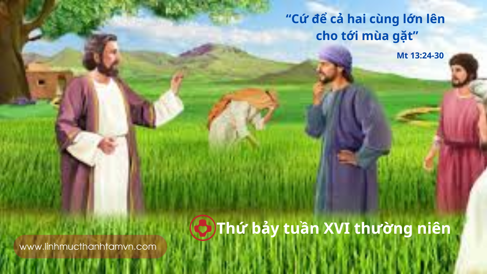 Thứ bảy tuần XVI thường niên - Sợ rằng khi gom cỏ lùng, các anh làm bật luôn rễ lúa 2 thu bay tuan 16tn